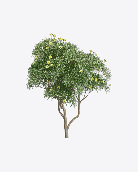 Free Tevetia Tree