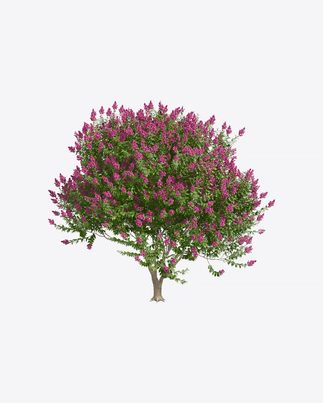 Free Myrtle Tree