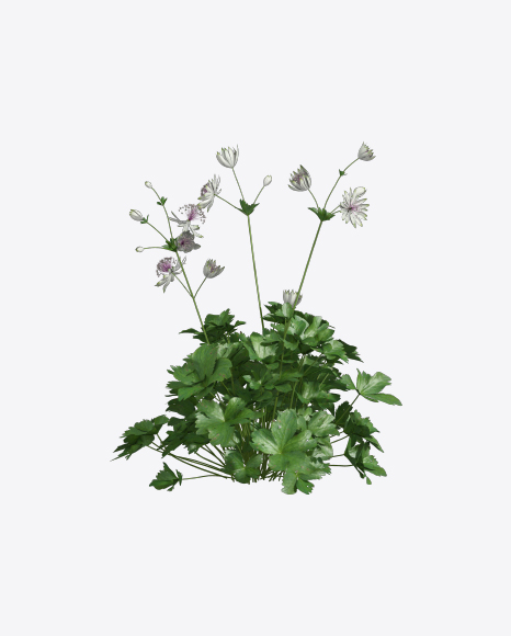 Free Astrantia Plant