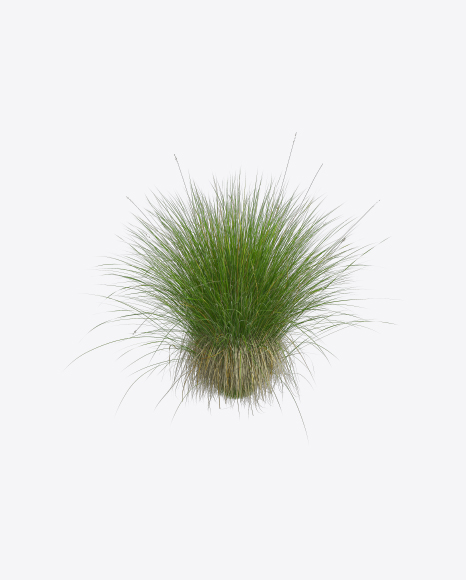 Free Sedge Plant