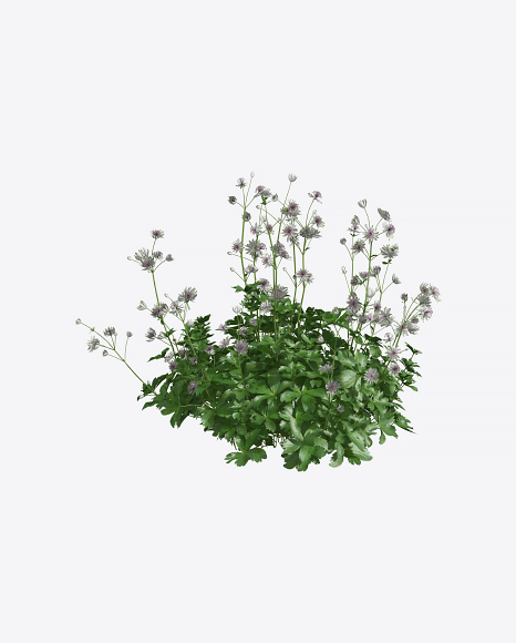 Free Astrantia Plant