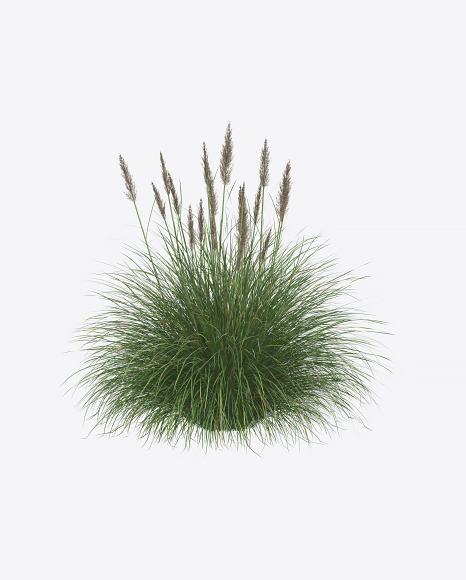 cortaderia