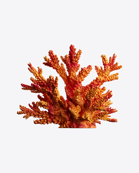 Free Red Coral